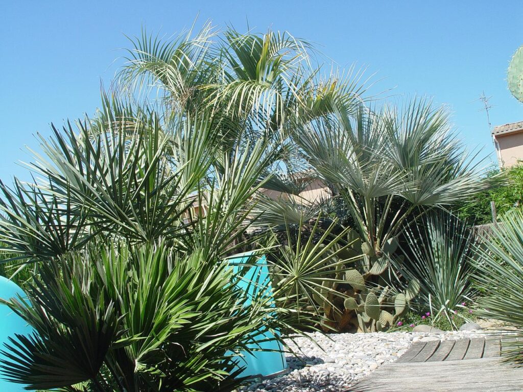 Exotica Tolosa - Évasion botanique : Immersion dans le jardin