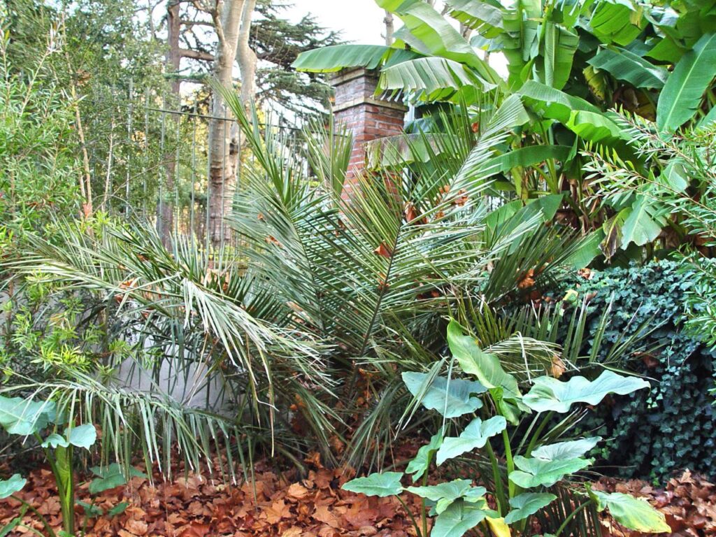 Exotica Tolosa - Toulouse en fleur : Floraison urbaine