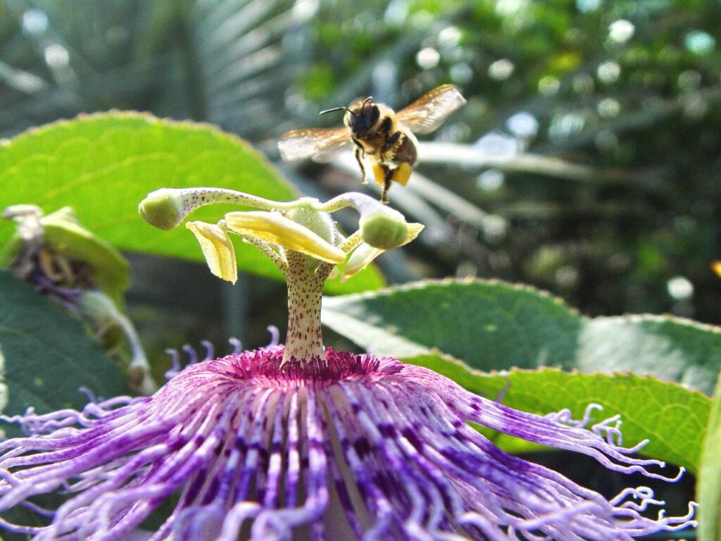 Exotica Tolosa - Zoom sur les trésors botaniques : Capturées en fleurs