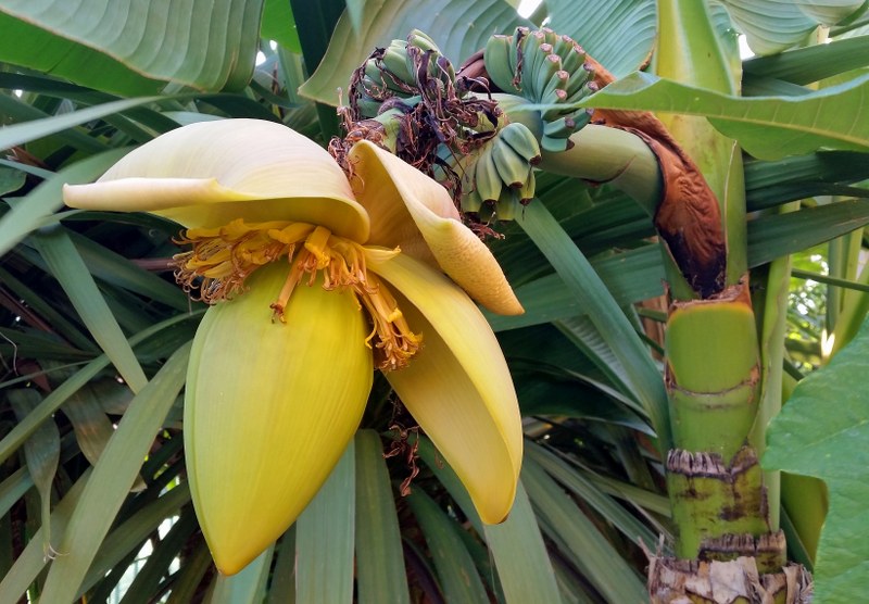 Exotica Tolosa - fleur musa basjoo ensemble - août 2016